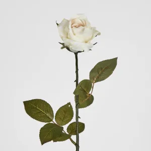 Long Stem Rose Cream by Florabelle Living, a Plants for sale on Style Sourcebook
