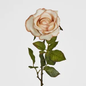 Long Stem Rose Latte by Florabelle Living, a Plants for sale on Style Sourcebook