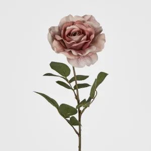 Dusty Pink Rose by Florabelle Living, a Plants for sale on Style Sourcebook