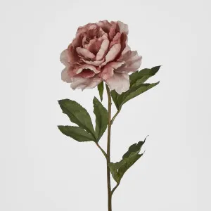 Dusty Pink Peony by Florabelle Living, a Plants for sale on Style Sourcebook