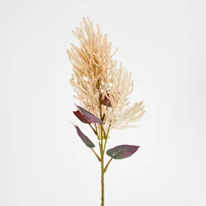 Beige Smoke Bush by Florabelle Living, a Plants for sale on Style Sourcebook