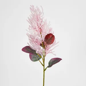 Lavender Purple Smoke Bush by Florabelle Living, a Plants for sale on Style Sourcebook