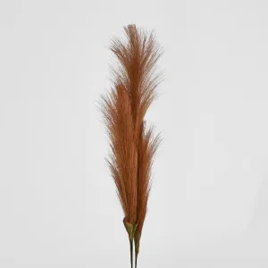 Brown Pampas Bush x 3 by Florabelle Living, a Plants for sale on Style Sourcebook