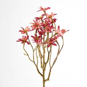 Dark Pink Sea Aster by Florabelle Living, a Plants for sale on Style Sourcebook