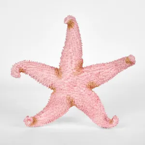 Sera Pink Starfish 24X24X5CM by Florabelle Living, a Statues & Ornaments for sale on Style Sourcebook