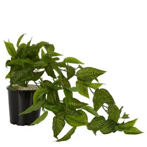 Zebra Hanging Bush in Black Pot 80cm by Florabelle Living, a Plants for sale on Style Sourcebook