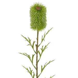 Banksia Single Stem 70cm Green by Florabelle Living, a Plants for sale on Style Sourcebook