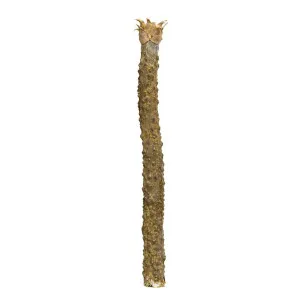 69CM FIBREGLASS ROSTRATA STEM by Florabelle Living, a Plants for sale on Style Sourcebook