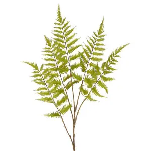 Greenspray Fern Stem 105cm by Florabelle Living, a Plants for sale on Style Sourcebook