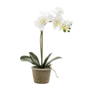 Orchid in Grey Stone Pot Medium 40cm White by Florabelle Living, a Plants for sale on Style Sourcebook