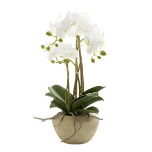 Orchid in Stone Pot Small 50cm White by Florabelle Living, a Plants for sale on Style Sourcebook