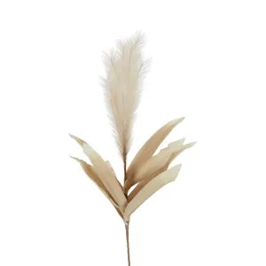Feather Pampas Stem 87cm Coffee by Florabelle Living, a Plants for sale on Style Sourcebook