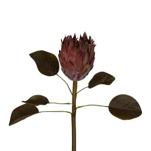 Dried Look Protea Stem with Leaves 60cm Brown by Florabelle Living, a Plants for sale on Style Sourcebook
