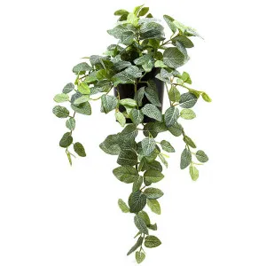 Peperoni Hanging Bush in Pot 40cm by Florabelle Living, a Plants for sale on Style Sourcebook