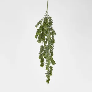 Hanging Silver Dollar Maidenhair Fern by Florabelle Living, a Plants for sale on Style Sourcebook