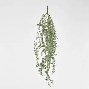 Hanging Baby Eucalyptus by Florabelle Living, a Plants for sale on Style Sourcebook