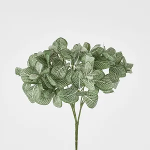 Watermelon Leaf Bush by Florabelle Living, a Plants for sale on Style Sourcebook