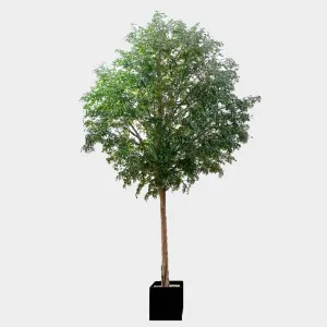 7m Giant Ficus 44110 Lvs by Florabelle Living, a Plants for sale on Style Sourcebook