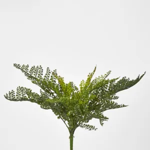 Lace Fern Bush by Florabelle Living, a Plants for sale on Style Sourcebook