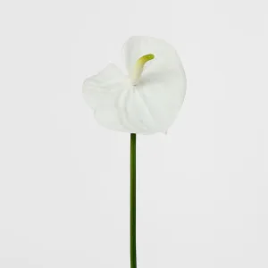 Anthurium Lily Real Touch White by Florabelle Living, a Plants for sale on Style Sourcebook