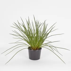 Potted Grenn grass bush 40cm by Florabelle Living, a Plants for sale on Style Sourcebook