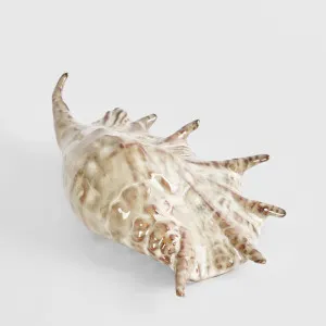 Spider Conch Shell by Florabelle Living, a Statues & Ornaments for sale on Style Sourcebook