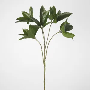 Frangipani Leaf Spray 84cm by Florabelle Living, a Plants for sale on Style Sourcebook