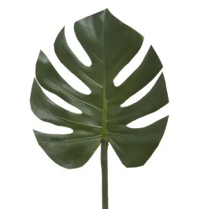 Split-Leaf Philodendron Stem 75cm Green by Florabelle Living, a Plants for sale on Style Sourcebook