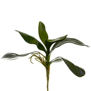Orchid Leaf Cluster 35cm Green by Florabelle Living, a Plants for sale on Style Sourcebook