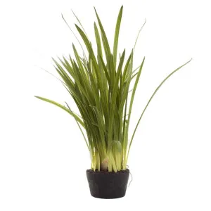 Cymbidium Leaves in Soil Pot 1m Green by Florabelle Living, a Plants for sale on Style Sourcebook