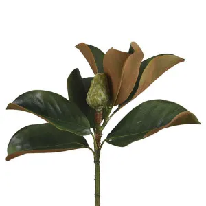Magnolia Bud 60cm Green by Florabelle Living, a Plants for sale on Style Sourcebook