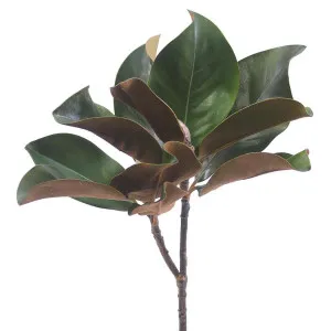 Magnolia Leaf Spray 60cm Green by Florabelle Living, a Plants for sale on Style Sourcebook