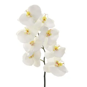 Orchid Phalaenopsis Spray 1m White by Florabelle Living, a Plants for sale on Style Sourcebook