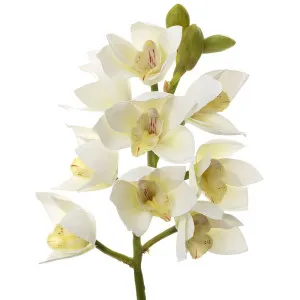 Orchid Cymbidium Spray 47cm White by Florabelle Living, a Plants for sale on Style Sourcebook