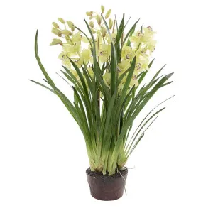Cymbidium Giant Paper Pot 1.1m Light Green by Florabelle Living, a Plants for sale on Style Sourcebook