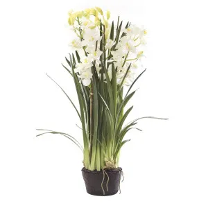 Cymbidium Giant Paper Pot 1.1m White by Florabelle Living, a Plants for sale on Style Sourcebook
