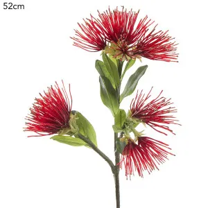 Protea Leucospermum 52cm Red by Florabelle Living, a Plants for sale on Style Sourcebook