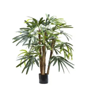 Raphis Palm 1m by Florabelle Living, a Plants for sale on Style Sourcebook