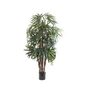 Raphis Palm Thin Leaf 1.2m by Florabelle Living, a Plants for sale on Style Sourcebook