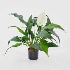 Spathiphyllum Lily White 53cm by Florabelle Living, a Plants for sale on Style Sourcebook