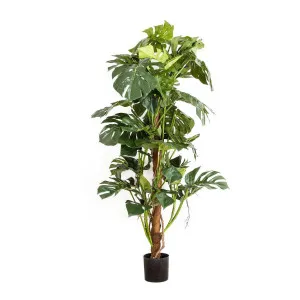 Split-Leaf Philodendron 1.5m by Florabelle Living, a Plants for sale on Style Sourcebook