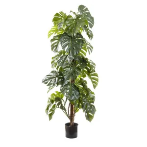 Split-Leaf Philodendron 1.8m by Florabelle Living, a Plants for sale on Style Sourcebook