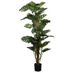 Split-Leaf Philodendron 1.9m by Florabelle Living, a Plants for sale on Style Sourcebook