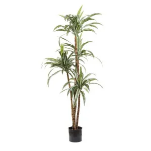 Variegated Dracaena 1.6m by Florabelle Living, a Plants for sale on Style Sourcebook