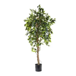 Ficus Vine Tree 1.8m by Florabelle Living, a Plants for sale on Style Sourcebook
