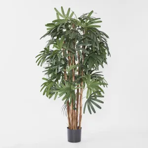 Raphis Palm Broad Leaf 1.8m by Florabelle Living, a Plants for sale on Style Sourcebook