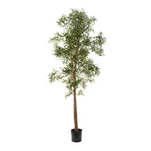 Olive Tree 2m by Florabelle Living, a Plants for sale on Style Sourcebook