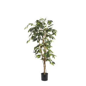 Ficus 1.2m by Florabelle Living, a Plants for sale on Style Sourcebook