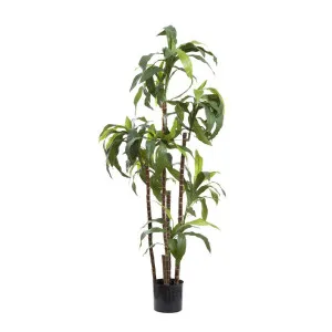 Dracaena Fragrans 1.5m by Florabelle Living, a Plants for sale on Style Sourcebook