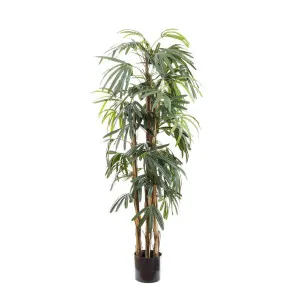 Raphis Palm Thin Leaf 1.7m by Florabelle Living, a Plants for sale on Style Sourcebook
